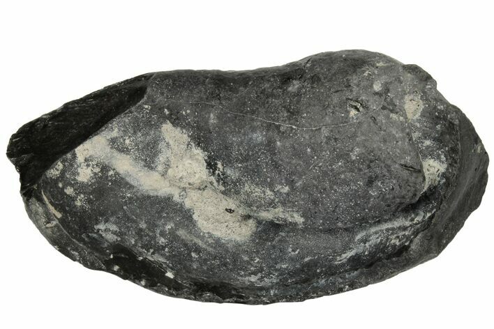 Fossil Whale Ear Bone - Miocene #177797